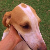 /album/trackingdogs/t-p-3-face-3-345x350-jpg/